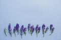 Purple veronica flowers on a blue background