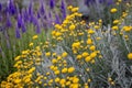 Purple veronica flowers and Grey silver santolina chamaecyparissus cotton lavender yellow flowers in the summer garden.