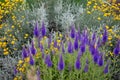 Purple veronica flowers and Grey silver santolina chamaecyparissus cotton lavender yellow flowers in the summer garden. Royalty Free Stock Photo