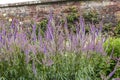 Purple Veronica Spicata established flowering plants in herbaceous border.