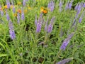 Purple veronica spicata flowers in garden.