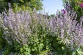 Purple veronica spicata flowers