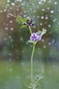 Purple vetch vicia sepium, a european spring flower, in front of a window with raindrops Royalty Free Stock Photo