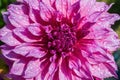 Purple vibrant dahlia flower with large petals with water due drops reflecting