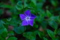 A Purple Vinca major Royalty Free Stock Photo