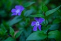 A Purple Vinca major