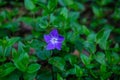 A Purple Vinca major