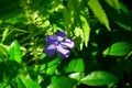 Purple Vinca Minor Periwinkle flowers in the garden. Stock Photo