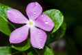Purple Vinca rosea with water drops