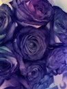 PURPLE VINTAGE DREAM ROSES