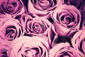 Purple vintage roses background, retro style process