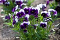 Purple viola closeup