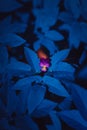 Purple viola flower among blue leaf background. Royalty Free Stock Photo