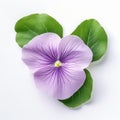 Purple Viola Flower: Soft Color Blending, Realistic Rendering, Uhd Image