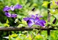 Purple viola flowers in a botanical garden in Brussels Royalty Free Stock Photo