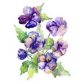 Purple viola flowers bouquet on white background. Watercolor illustration set. Isolated bouquet illustration element.