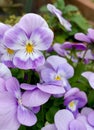 Purple viola flowers turn their faces to the sun Royalty Free Stock Photo