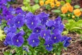 Purple violas bloom in a garden