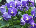 Purple Violas Or Pansies In Bloom