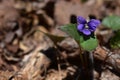 A purple violate in the woods