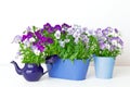 Purple violet blue pansies white