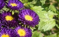 Purple or Violet Callistephus Chinensis Flower or Aster Flower in Garden on Left Frame