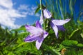 Purple violet Campanula bluebell bellflowers.