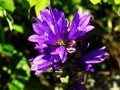 Purple violet campanulate flowers sun lighted closeup