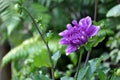 Purple violet chrysanthemum flower on a green background.