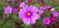 Purple or violet cosmos flowers blooming in floral garden with green leaves background. Royalty Free Stock Photo