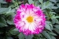 Purple or Violet Dahlia Flower in Garden on Center Frame in Zoom View