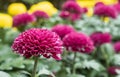 Purple or Violet Dahlia Flower in Garden on Left Frame