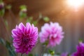 Purple or Violet Dahlia Flower in Garden with Natural sunlight.