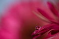 Purple and violet daisy flower petals with water drop refraction macro abstract blurred background. Royalty Free Stock Photo