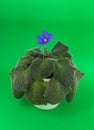 a purple violet flower bloomed in a belm pot. home flower.