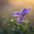 Purple Violet Flower with Dewdrops in Morning Sunlight Royalty Free Stock Photo