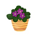 Purple violet flower houseplant, potted flower vector illustration