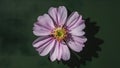 Purple violet flower stamens shadows on dark green background