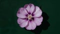 Purple violet flower stamens shadows on dark green background