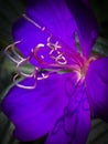 Purple Violet Flower with Stamens and Shadows Royalty Free Stock Photo