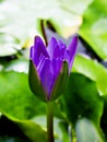 Purple violet flower water lily Nymphaea nouchali var. caerulea ,Egyptian lotus plants ,Nymphaeaceae ,macro image ,tropical aquati