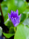 Purple violet flower water lily Nymphaea nouchali var. caerulea ,Egyptian lotus plants ,Nymphaeaceae ,macro image ,tropical aquati Royalty Free Stock Photo