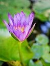 Purple violet flower water lily Nymphaea nouchali var. caerulea ,Egyptian lotus plants,Nymphaeaceae Royalty Free Stock Photo