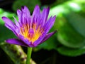 Purple violet flower water lily Nymphaea nouchali var. caerulea ,Egyptian lotus plants ,Nymphaeaceae Royalty Free Stock Photo