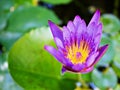 Purple violet flower water lily Nymphaea nouchali var. caerulea ,Egyptian lotus plants,Nymphaeaceae Royalty Free Stock Photo