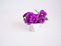 Purple violet flowers in antique cup of tea isolated on white background Calibrachoa petunia Million bells ,Trailing petunia ,Supe Royalty Free Stock Photo