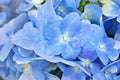 Purple violet flowers bigleaf French Hydrangea macrophylla Hamburg ,Lacecap ,Mophead ,penny mac ,hortensia blooming in garden, sof Royalty Free Stock Photo