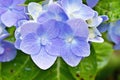 Purple violet flowers bigleaf French Hydrangea macrophylla Hamburg ,Lacecap ,Mophead ,penny mac ,hortensia blooming in garden, sof Royalty Free Stock Photo