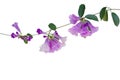 Purple violet flowers with green leaves of Garlic vine Mansoa a