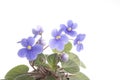 Purple violet flowers over white background Royalty Free Stock Photo